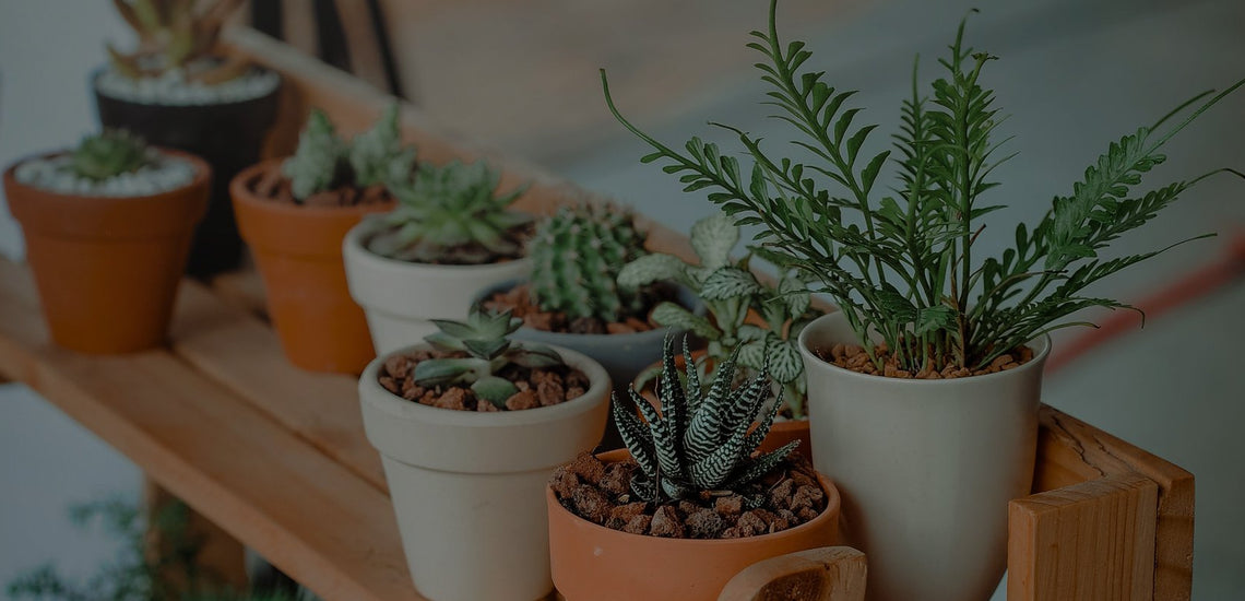Choisir ses plantes d'intérieur en fonction de la pièce de la maison