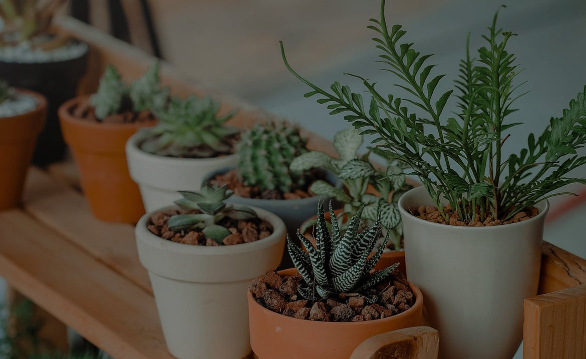 Choisir ses plantes d'intérieur en fonction de la pièce de la maison