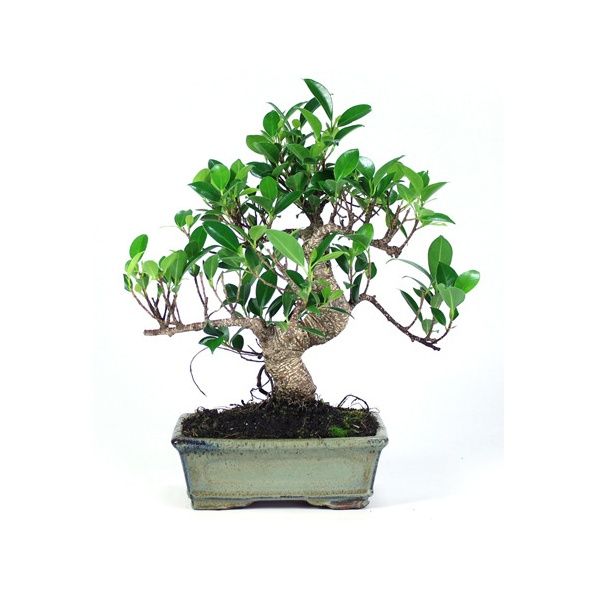 BONSAÏ D'INTÉRIEUR : FICUS RETUSA (8 ANS)