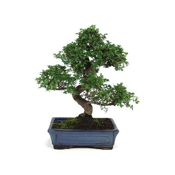 BONSAÏ D'INTÉRIEUR : ZELKOVA (10 ANS)