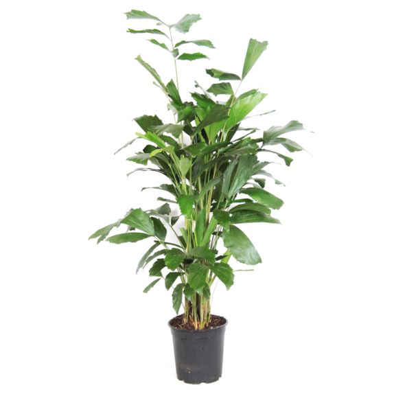 PALMIER CARYOTA MITIS