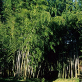 BAMBOU GÉANT : PHYLLOSTACHYS NIGRA 'BORYANA'