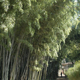 BAMBOU GÉANT : PHYLLOSTACHYS NIGRA 'BORYANA'