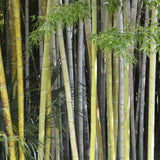 BAMBOU GÉANT : PHYLLOSTACHYS NIGRA 'BORYANA'