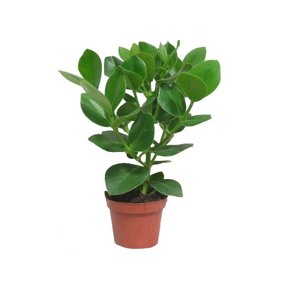 CLUSEA ROSEA