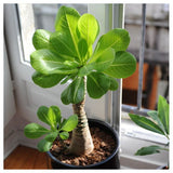 PALMIER HAWAÏEN BRIGHAMIA INSIGNES