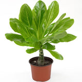 PALMIER HAWAÏEN BRIGHAMIA INSIGNES