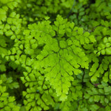 ADIANTUM FRAGRANS 30/35CM