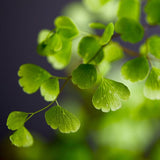 ADIANTUM FRAGRANS 30/35CM