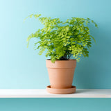 ADIANTUM FRAGRANS 30/35CM