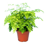 ADIANTUM FRAGRANS 30/35CM