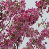 POMMIER D'ORNEMENT 'COURTAROU'