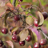 POMMIER D'ORNEMENT 'COURTAROU'