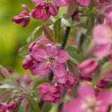 POMMIER D'ORNEMENT 'COURTAROU'