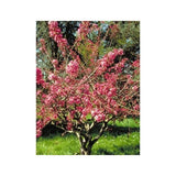 POMMIER D'ORNEMENT 'COURTAROU'