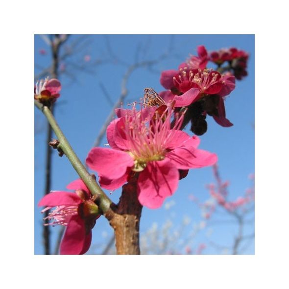 ABRICOTIER DU JAPON À FLEURS