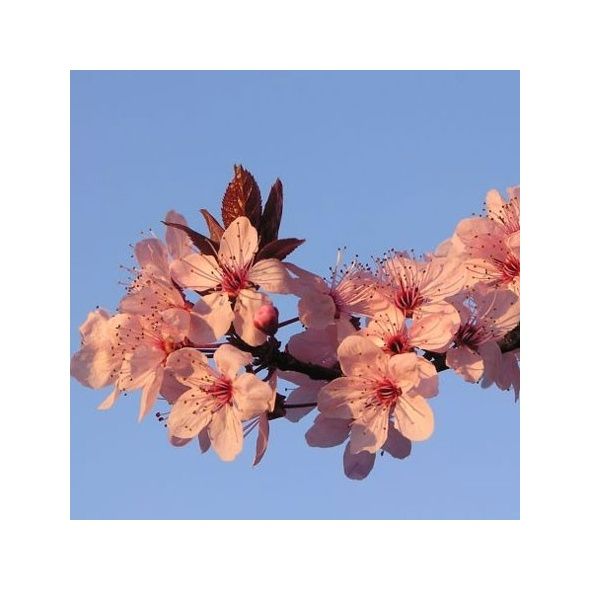 PRUNUS 'PISSARDII'