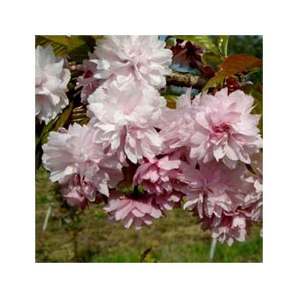 CERISIER À FLEURS PLEUREUR 'KIKU SHIDARE SAKURA'