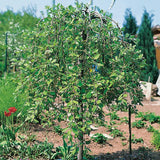 SAULE MARSAULT PLEUREUR