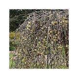 SAULE MARSAULT PLEUREUR