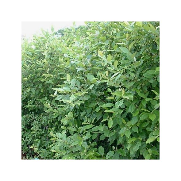 ARONIA ARBUTIFOLIA 'BRILLIANT'