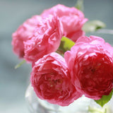 ROSIER ANGLAIS 'BENJAMIN BRITTEN®' AUSENCART