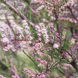 TAMARIS D'ÉTÉ 'PINK CASCADE'