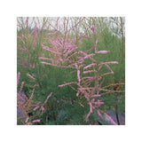 TAMARIS D'ÉTÉ 'PINK CASCADE'