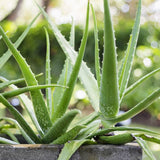 ALOE VERA