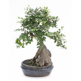 BONSAÏ D'INTÉRIEUR : ZELKOVA (8 ANS) SUR ROCHE + KIT OUTILS