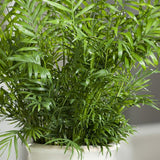 PALMIER NAIN CHAMAEDOREA ELEGANS