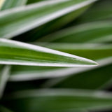 CHLOROPHYTUM COMOSUM OCEAN