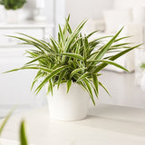 CHLOROPHYTUM COMOSUM OCEAN