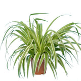 CHLOROPHYTUM COMOSUM OCEAN