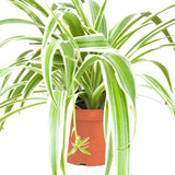 CHLOROPHYTUM COMOSUM OCEAN