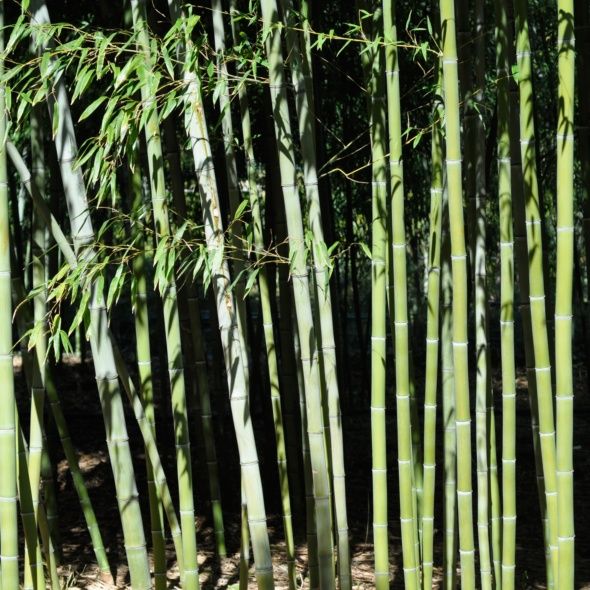 BAMBOU GÉANT : PHYLLOSTACHYS NIGRA 'HENONIS'