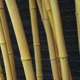 BAMBOU GÉANT : PHYLLOSTACHYS BAMBUSOIDES 'HOLOCHRYSA'