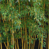 BAMBOU GÉANT : PHYLLOSTACHYS BAMBUSOIDES 'HOLOCHRYSA'