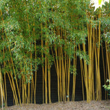 BAMBOU GÉANT : PHYLLOSTACHYS BAMBUSOIDES 'HOLOCHRYSA'