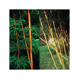 BAMBOU GÉANT : PHYLLOSTACHYS BAMBUSOIDES 'HOLOCHRYSA'