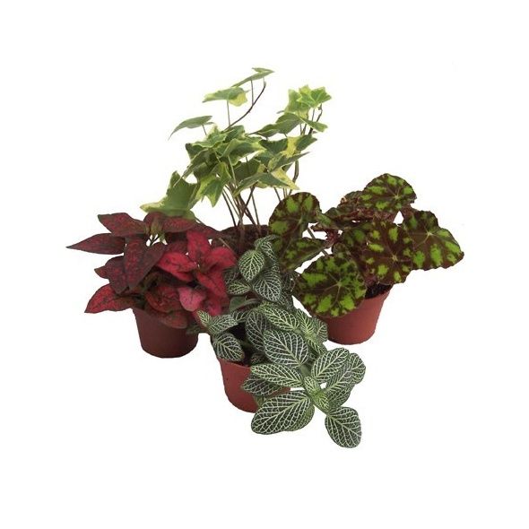KIT DE 4 MINI-PLANTES NUANCE ROUGE