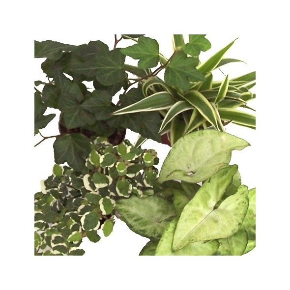 KIT DE 4 MINI-PLANTES NUANCE CRÈME