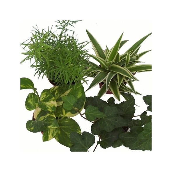 KIT DE 4 MINI-PLANTES NUANCE JAUNE