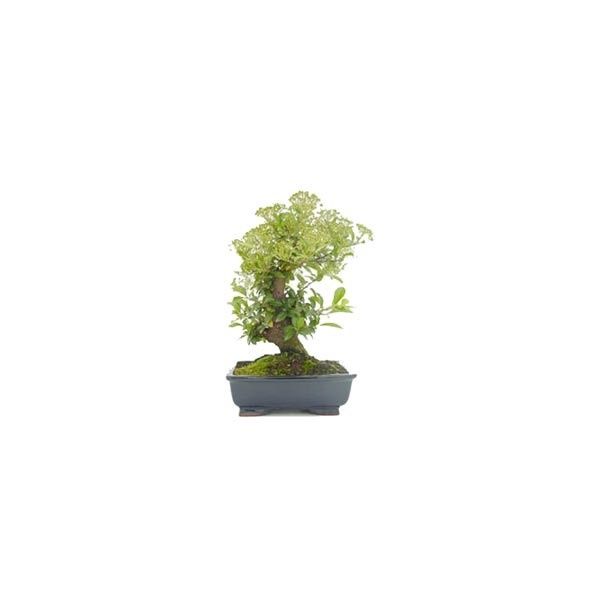 BONSAÏ MÉDITERRANÉEN : PYRACANTHA (12 ANS)