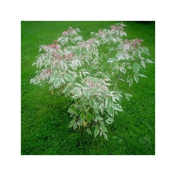 ERABLE À FEUILLES DE FRÊNE 'FLAMINGO'