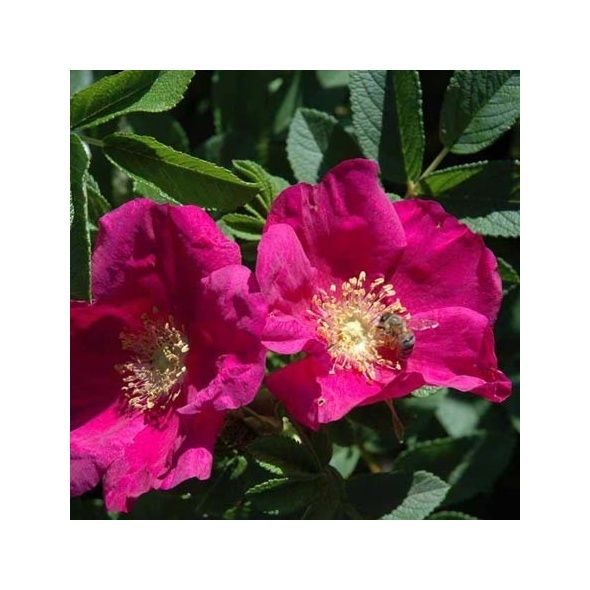 ROSA RUGOSA 'ROTES MEER'®