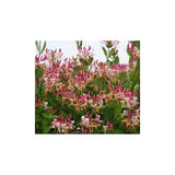 CHÈVREFEUILLE CAPRILIA® IMPERIAL 'INOV86'
