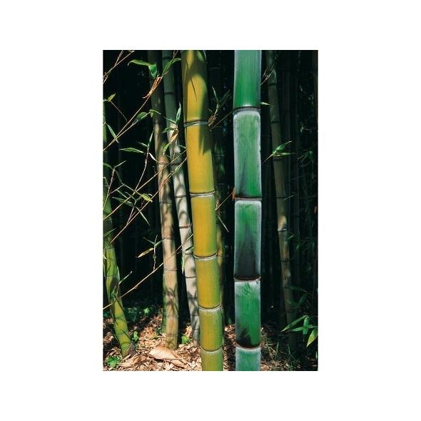 BAMBOU GÉANT : PHYLLOSTACHYS VIRIDIGLAUCESCENS