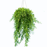 AESCHYNANTHUS JAPHROLEPIS