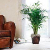 PALMIER ARECA LUTESCENS (DYPSIS)